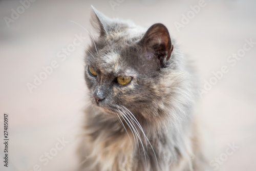 Old stray cat portrait © ancamilushev