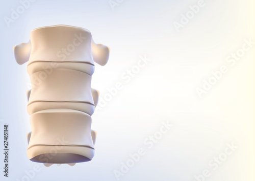 The human spine image is realistic. Shows the medical accuracy of human skeleton and 3D rendering.