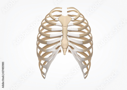 Human Rib 3D Illustration of Human Skeleton Rib Cage Anatomy Front view