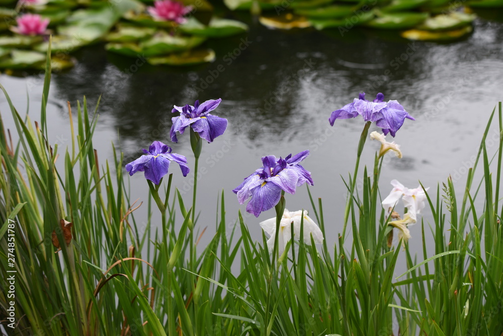 Japanese iris around water lily pond. Japanese iris around water lily pond.