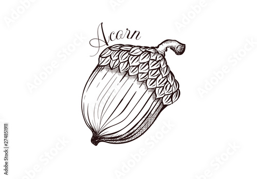 Vector illustration of Acorn