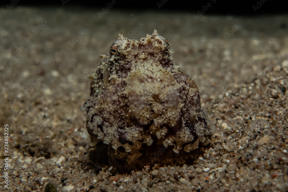 Scorpion fish Amazing camouflage in the Red Sea, Eilat Israel