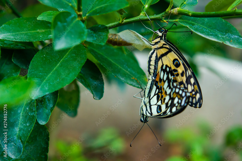 Butterflies are breeding on green leaves in garden Butterflies are breeding on green leaves in garden