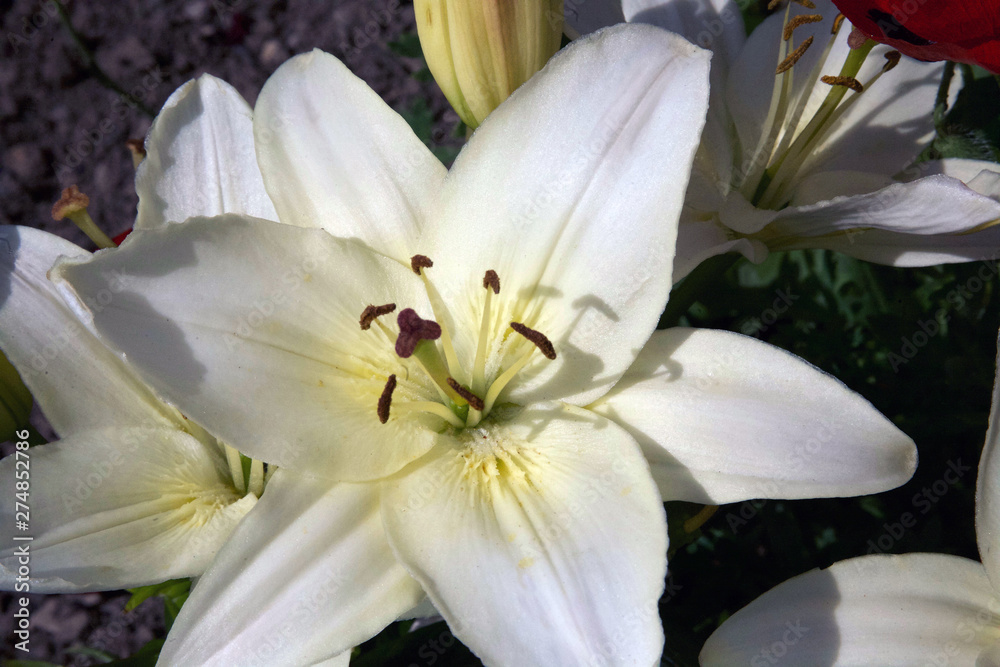 lilies on black background lilies on black background