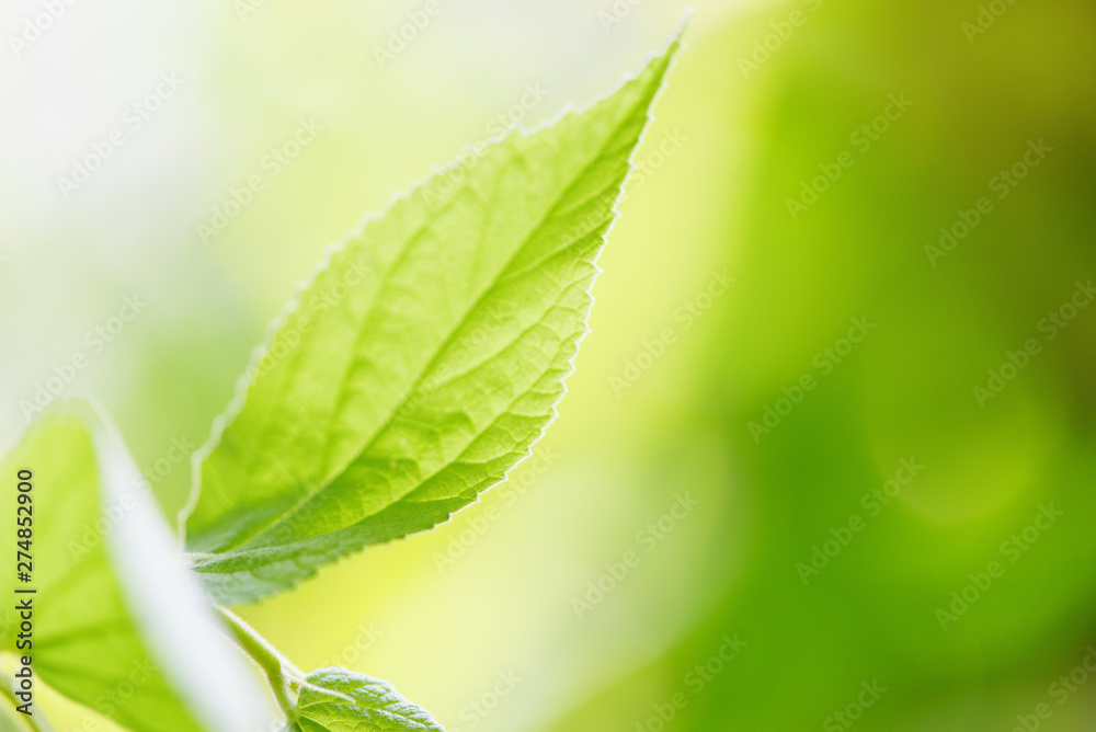 Green leaves on tree with sunlight soft focus and blur tree background - Close up leaf for nature green Green leaves on tree with sunlight soft focus and blur tree background - Close up leaf for nature green