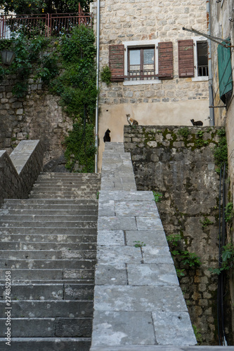 Wallpaper Mural Ancient stairs in Old town Kotor. Medieval stone staircase between apartment buildings in the old town center of Montenegro. Cats in the street waiting for food in a wall Torontodigital.ca