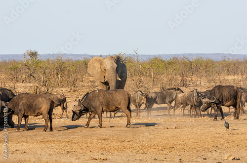 Busy Watering Hole