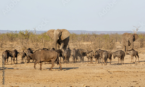 Busy Watering Hole