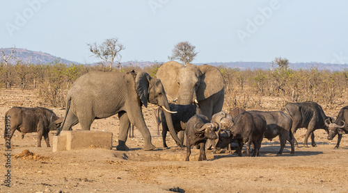 Busy Watering Hole