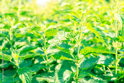 Background nettle in the sunlight