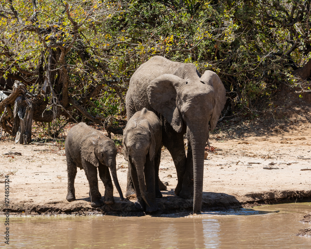 Fototapeta premium Elephants At A Watering Hole