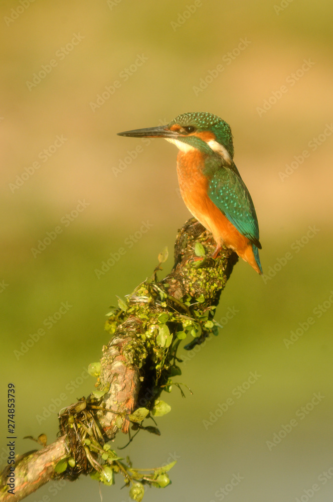 A fisherman martin poses on the branch of a tree A fisherman martin poses on the branch of a tree