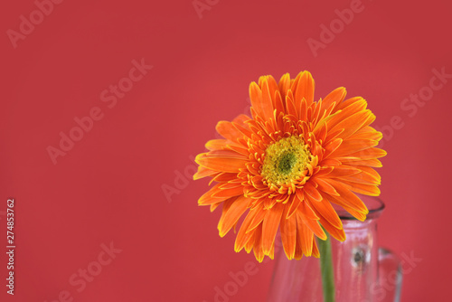 Orange gerbera daisy flower spring summer beautiful in glass jar on red