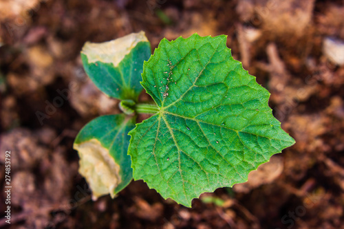 diseases and pests of cucumber leaves disorder effect to growth