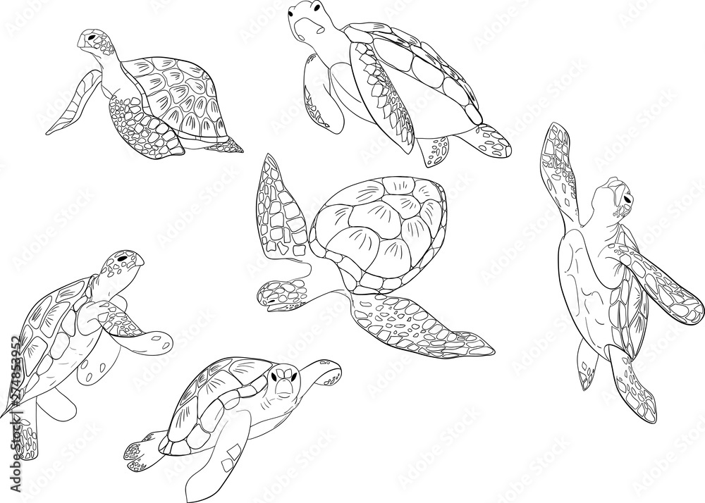 Vector set of sea turtle isolated white background Stock Vector | Adobe ...