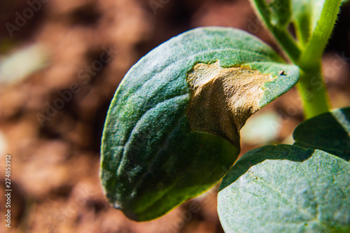 diseases and pests of cucumber leaves disorder effect to growth