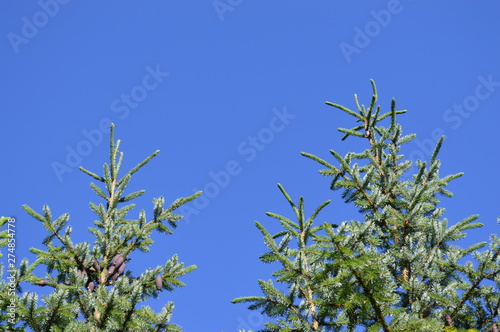 green branch of a tree