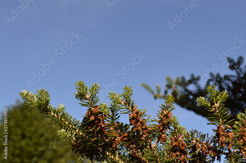 branch of a tree