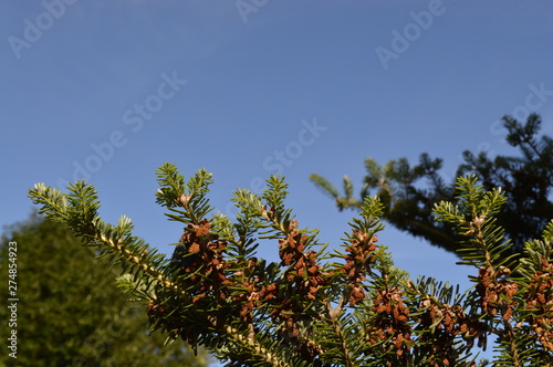 branches of a tree against blue sky