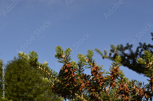 tree and blue sky