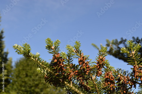 tree and blue sky