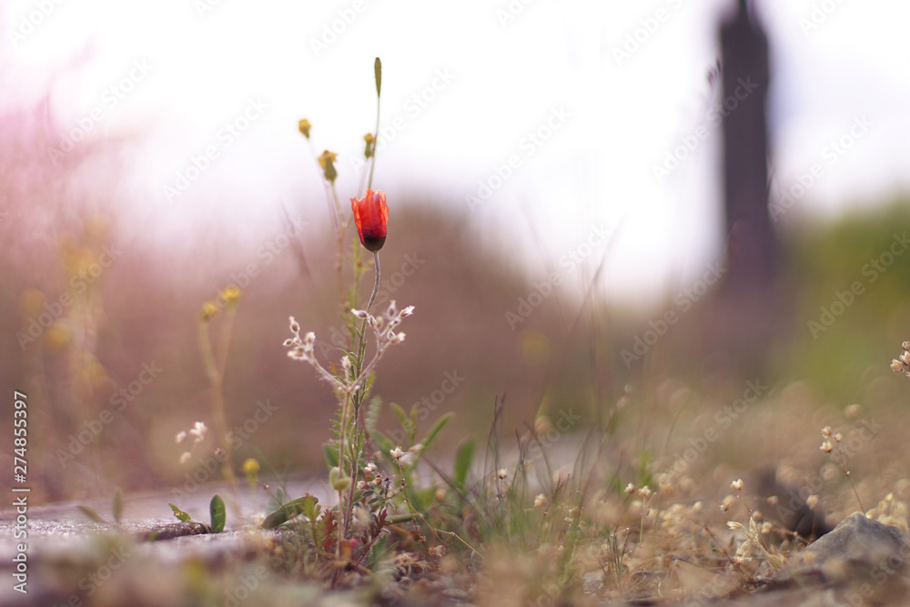 Mohnblume an Bahnschienen