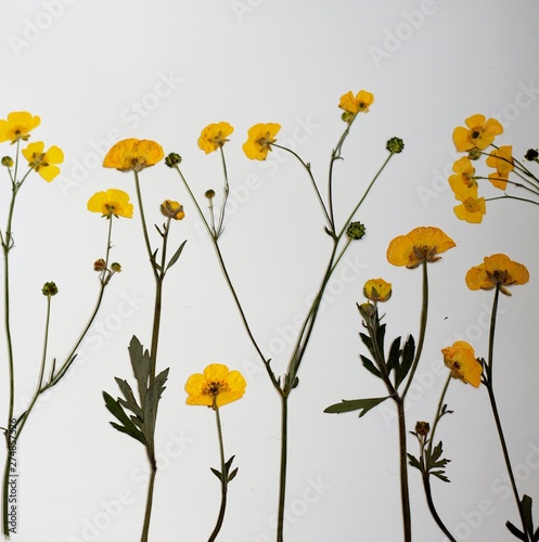 Pressed yellow buttercups on a white background 