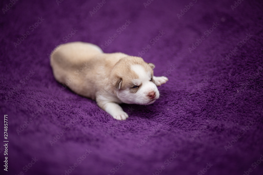 Fototapeta premium Husky puppy