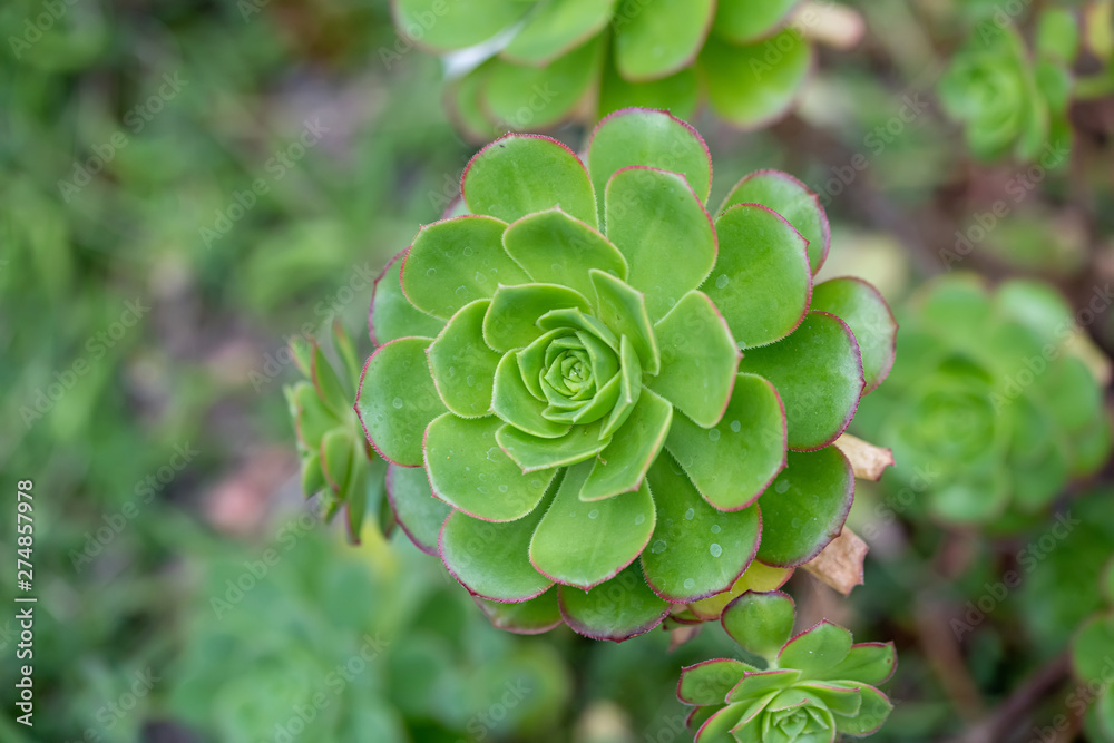 Close up of beautiful Aeonium simsii (Sweet) Stearn .Note: Shallow depth of field Close up of beautiful Aeonium simsii (Sweet) Stearn .Note: Shallow depth of field