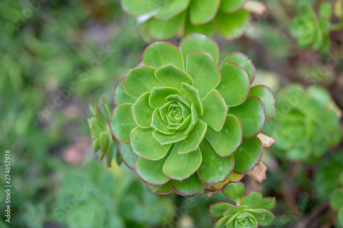 Close up of beautiful Aeonium simsii (Sweet) Stearn .Note: Shallow depth of field