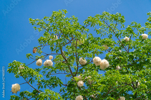 Baobab flower on a branch