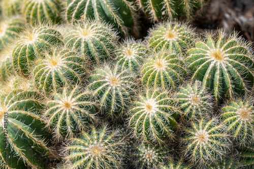 Close up of beautiful Coryphantha sulcolanata. Note: Shallow depth of field