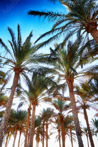 green hotel garden in Egypt