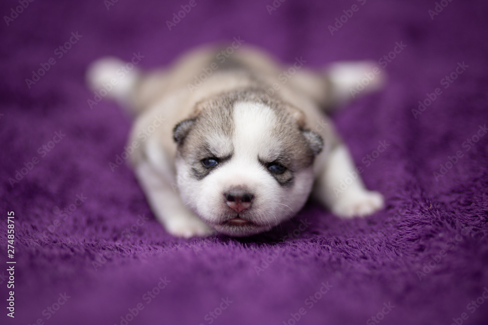 siberian husky puppy siberian husky puppy