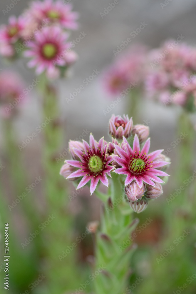 Fototapeta premium Close up of beautiful Sempervivum funckii. Note: Shallow depth of field