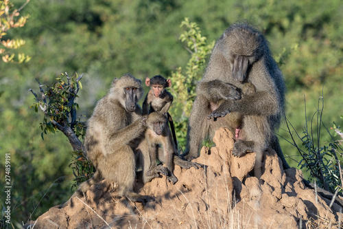Portrait of a chacma baboon family photo