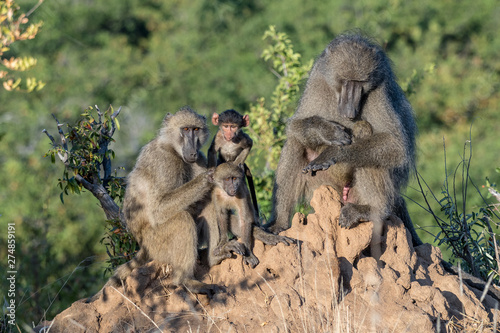 Portrait of a chacma baboon family