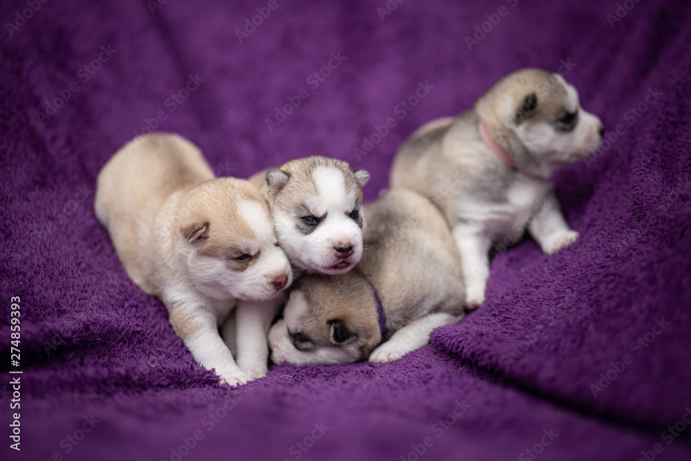 Fototapeta premium Siberian husky puppies