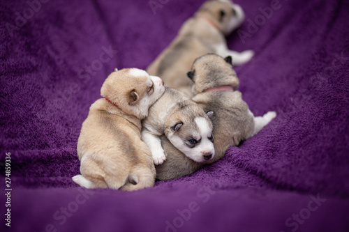 puppies of siberian husky