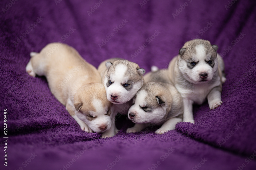 Fototapeta premium Siberian husky puppies
