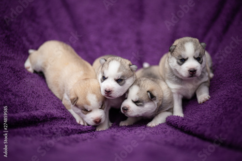 Siberian husky puppies © martynanysk