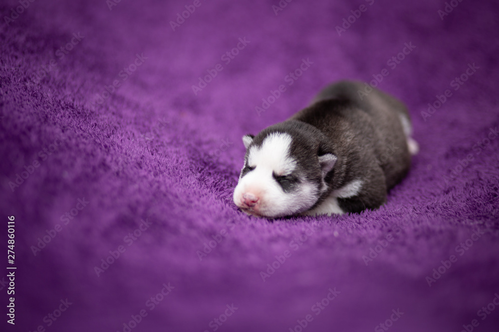 Fototapeta premium Husky puppy