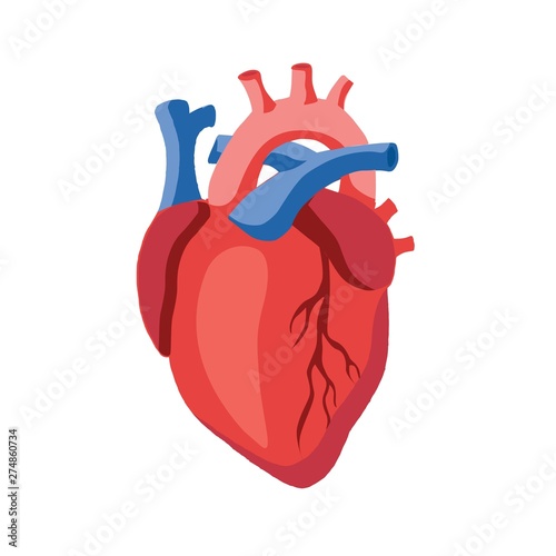 human heart icon illustration