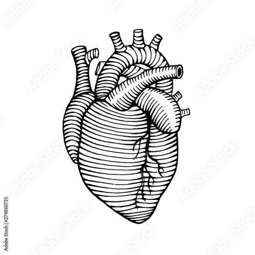 hand drawn human heart drawing illustration