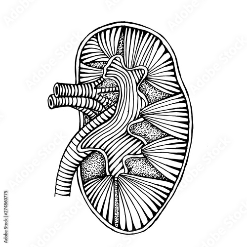 hand drawn human kidney drawing illustration