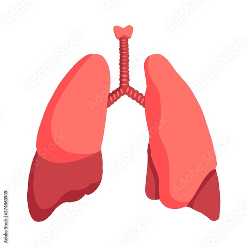 human lung vector illustration