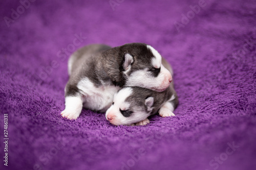 little puppies sleeping © martynanysk