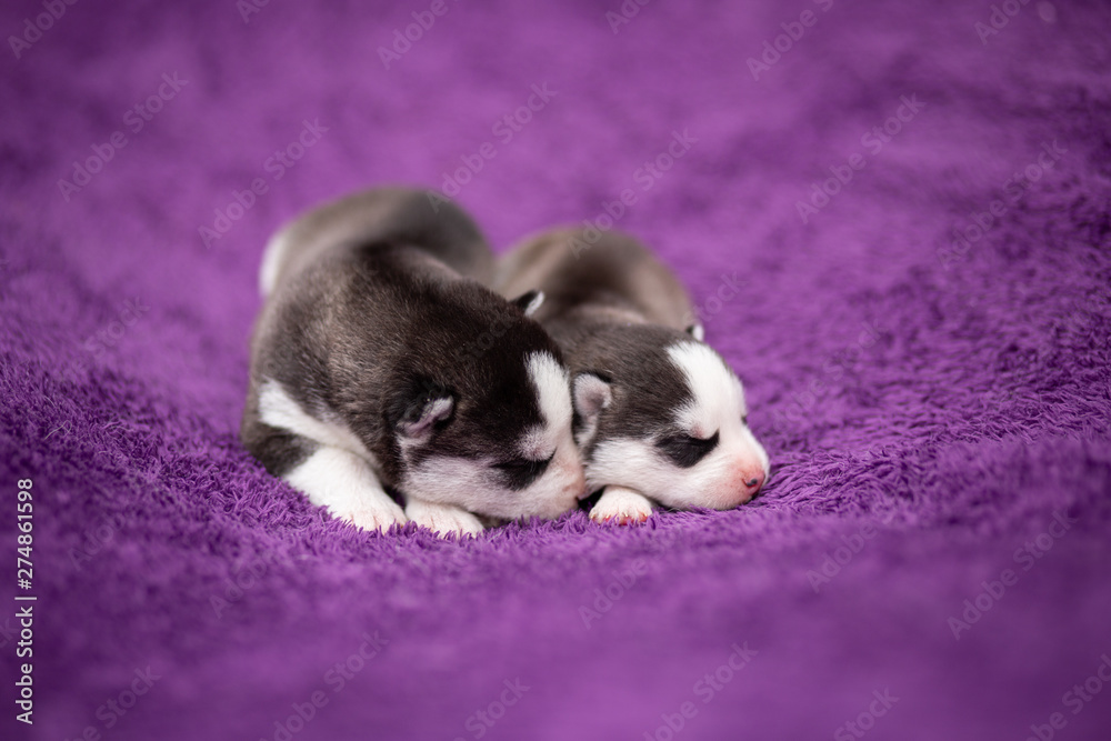 Fototapeta premium sleeping husky puppies