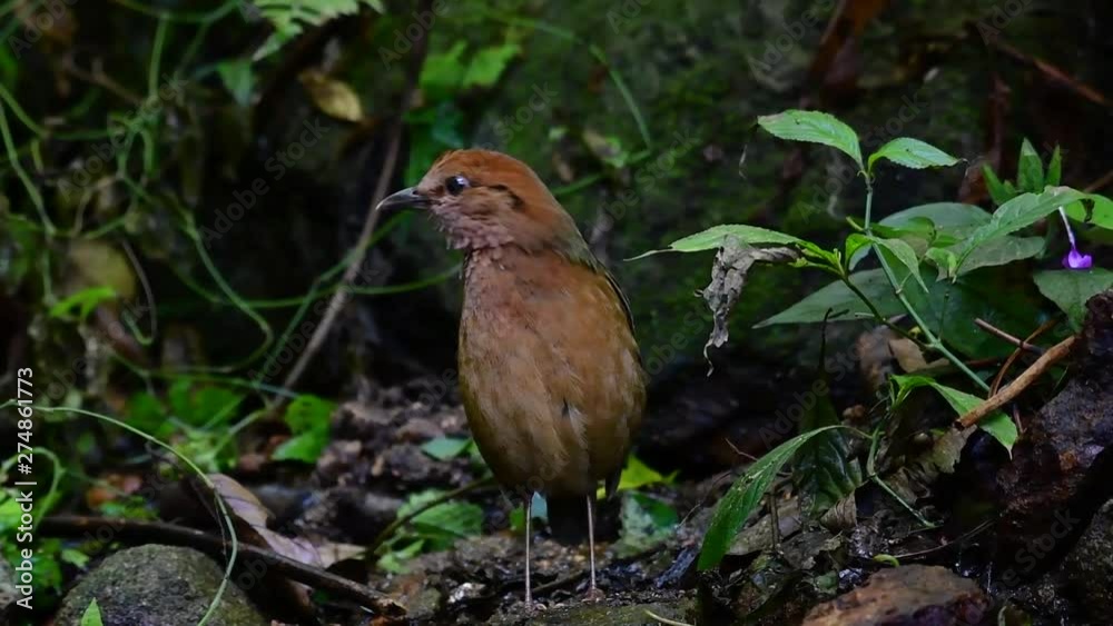 The Rusty-naped Pitta is a confiding bird found in high elevation mountain forests habitats, there are so many locations in Thailand to find this bird; it is famous for its rusty nape. The Rusty-naped Pitta is a confiding bird found in high elevation mountain forests habitats, there are so many locations in Thailand to find this bird; it is famous for its rusty nape.