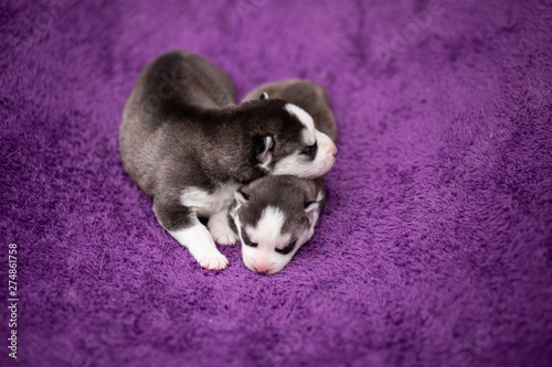 two husky puppies © martynanysk